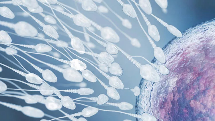 Sperm-yumurta aşkı neden bitti?